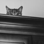 Cozy Cat Mysteries