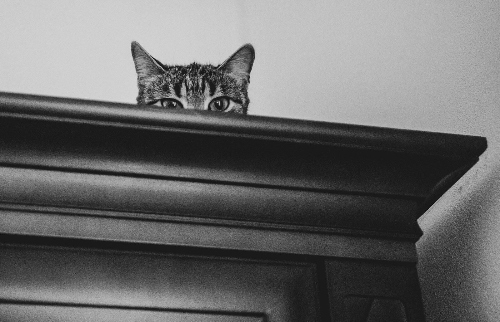 Cozy Cat Mysteries: Why Feline Sleuths Captivate Devoted Readers Worldwide